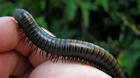  Millipede: Ten Thousand Legs Make a Feast Fit for a Millipede King!