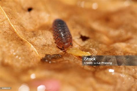  Woodlouse – An Unassuming Arthropod Hiding Secrets Beneath its Armor