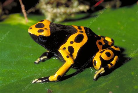 Yellow-banded Poison Dart Frog! A Tiny Amphibian with Vibrant Colors That Packs a Powerful Punch